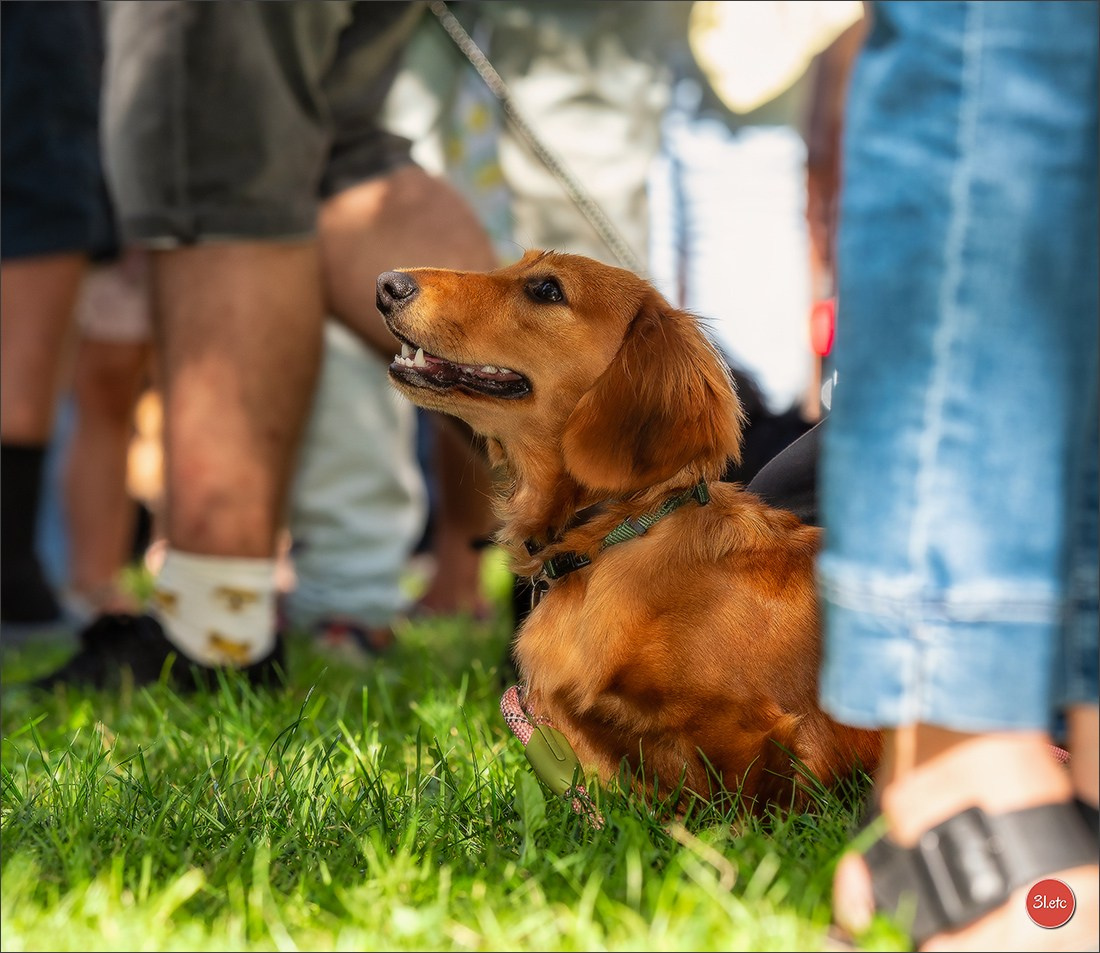 Teckels Parade Strasbourgeoise  Vous pouvez voir le galerie de photos. Photographe à Strasbourg | Portraits, Studio, Enfants, Événements