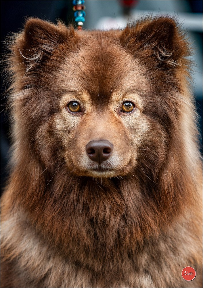 Expo canine Chartres  🇫🇷  15/06/2025. Photographe à Strasbourg | Portraits, Studio, Enfants, Événements
