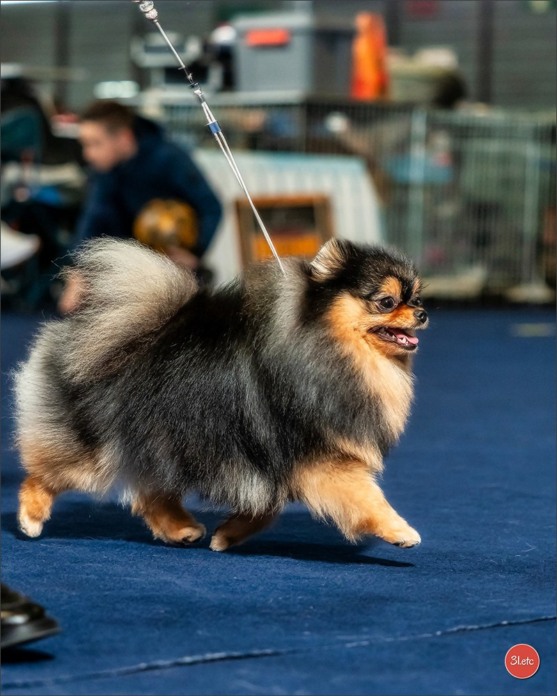 Expositions canines des 6 & 7 avril 2024 NDS Mulhouse, France. Photographe à Strasbourg | Portraits, Studio, Enfants, Événements