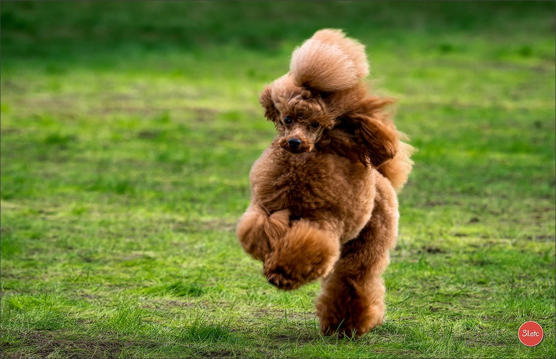Dog Show in Karlsruhe 2023/11/11. Photographe à Strasbourg | Portraits, Studio, Enfants, Événements