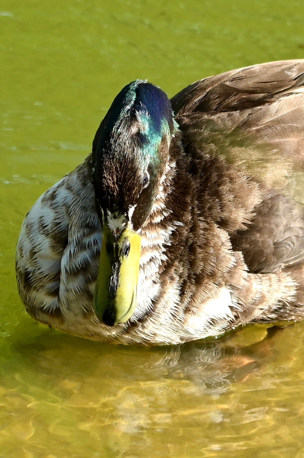 Nature Luxembourg. Милок и Кирок это позитивные и реальные персоны из Люксембурга, много