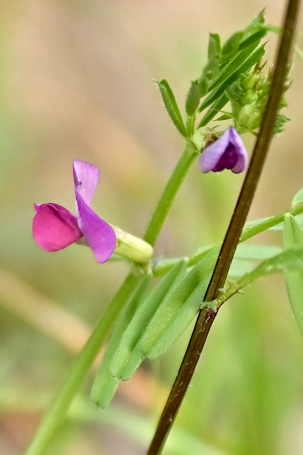 Nature Luxembourg. Милок и Кирок это позитивные и реальные персоны из Люксембурга, много