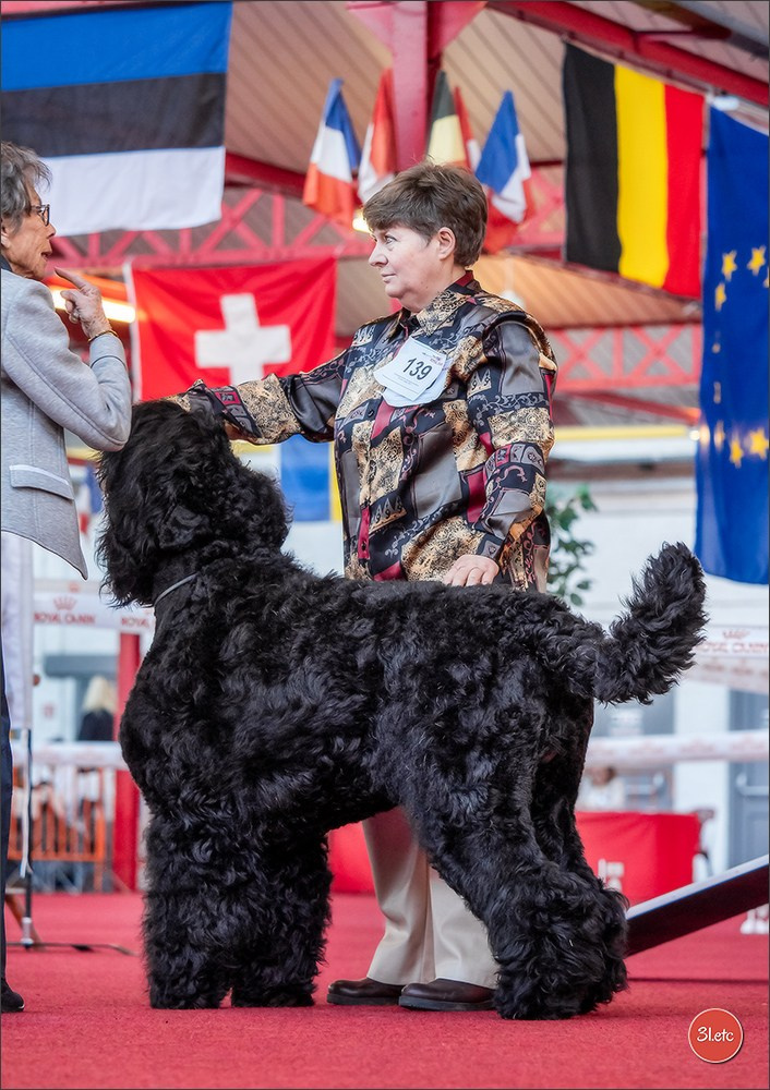 À l'exposition de Mouscron 🇧🇪 #dogshow #dogsphotography #expocanine #photopets #pets #dogs #aminalier #animals #mouscron #mouscron2025. Photographe à Strasbourg | Portraits, Studio, Enfants, Événements