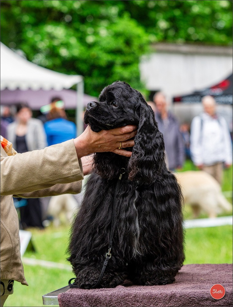 Expo canine Nancy  🇫🇷  25/05/2025. Photographe à Strasbourg | Portraits, Studio, Enfants, Événements