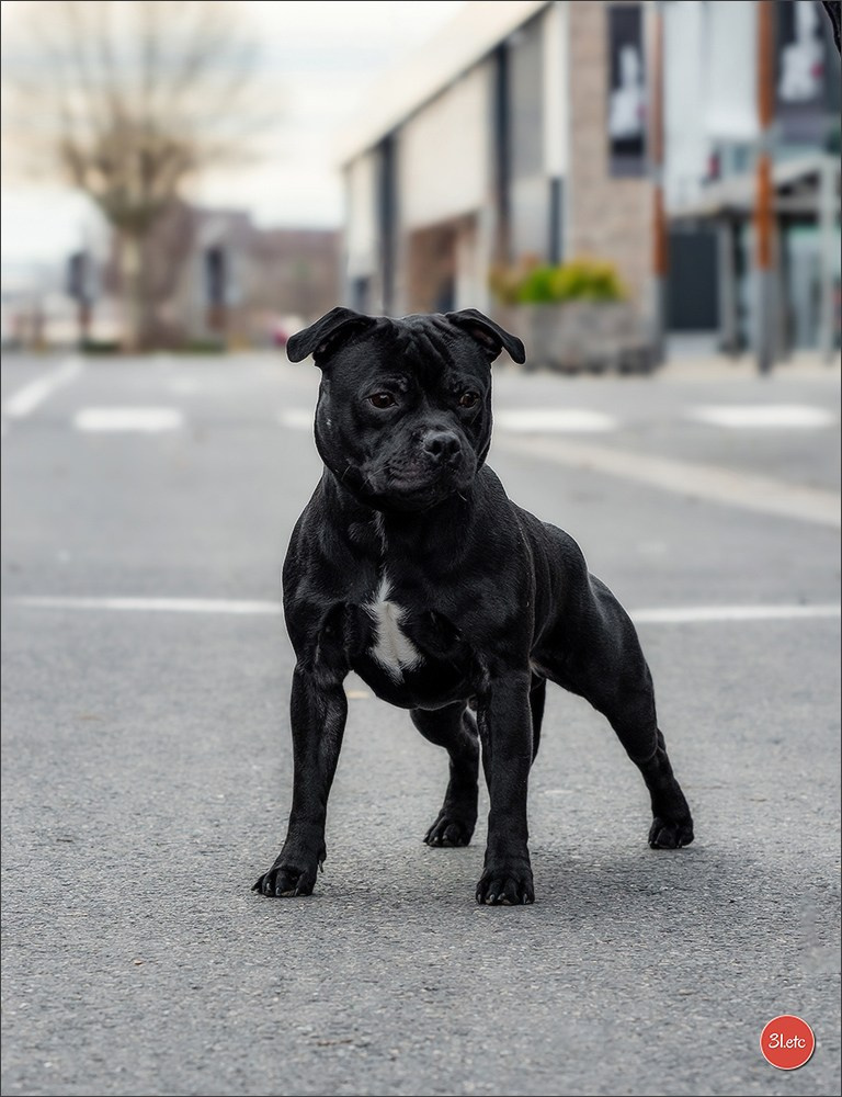 PDS  🇫🇷  Paris Dog Show  🇫🇷  Expo canine  10-11/01/2026. Photographe à Strasbourg | Portraits, Studio, Enfants, Événements