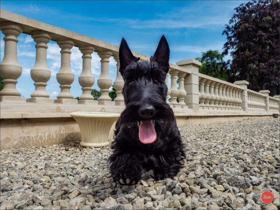 Expo canine Chartres  🇫🇷  15/06/2025. Photographe à Strasbourg | Portraits, Studio, Enfants, Événements