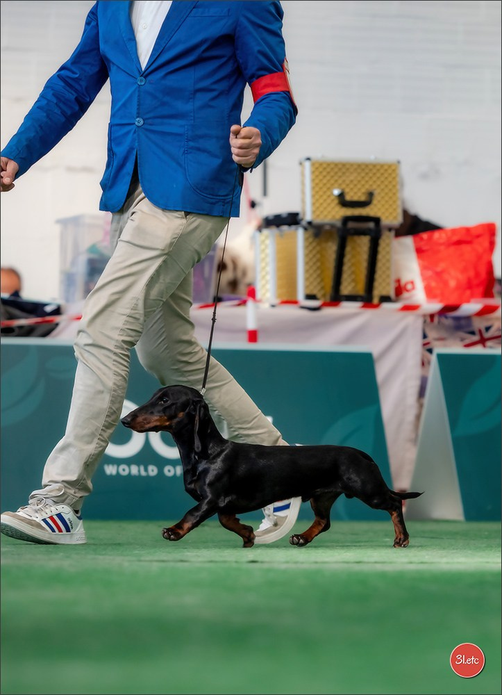 Dog Show  🇮🇹  San Marino. Photographe à Strasbourg | Portraits, Studio, Enfants, Événements