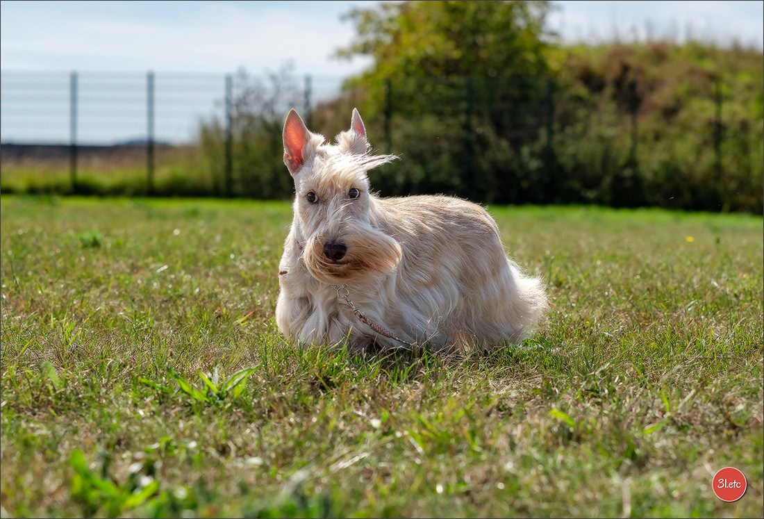 Expo canine 🇫🇷 MARGNY LES COMPIEGNE 06-07/09/2025. Photographe à Strasbourg | Portraits, Studio, Enfants, Événements