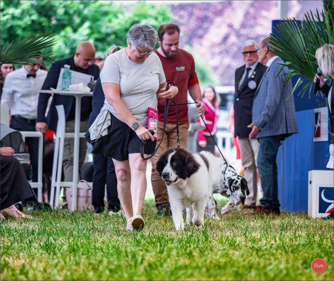 Championnat de France du chien de race  🇫🇷  DIJON (château de Brognon) 7-8/06/2025. Photographe à Strasbourg | Portraits, Studio, Enfants, Événements