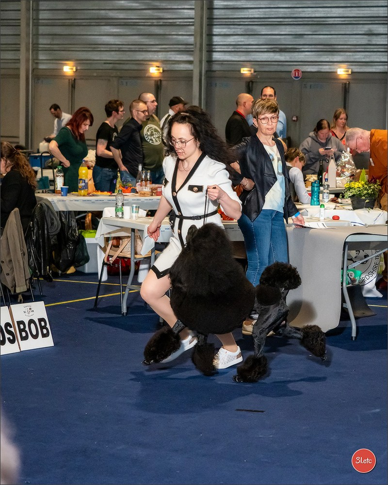 Expositions canines des 6 & 7 avril 2024 NDS Mulhouse, France. Photographe à Strasbourg | Portraits, Studio, Enfants, Événements