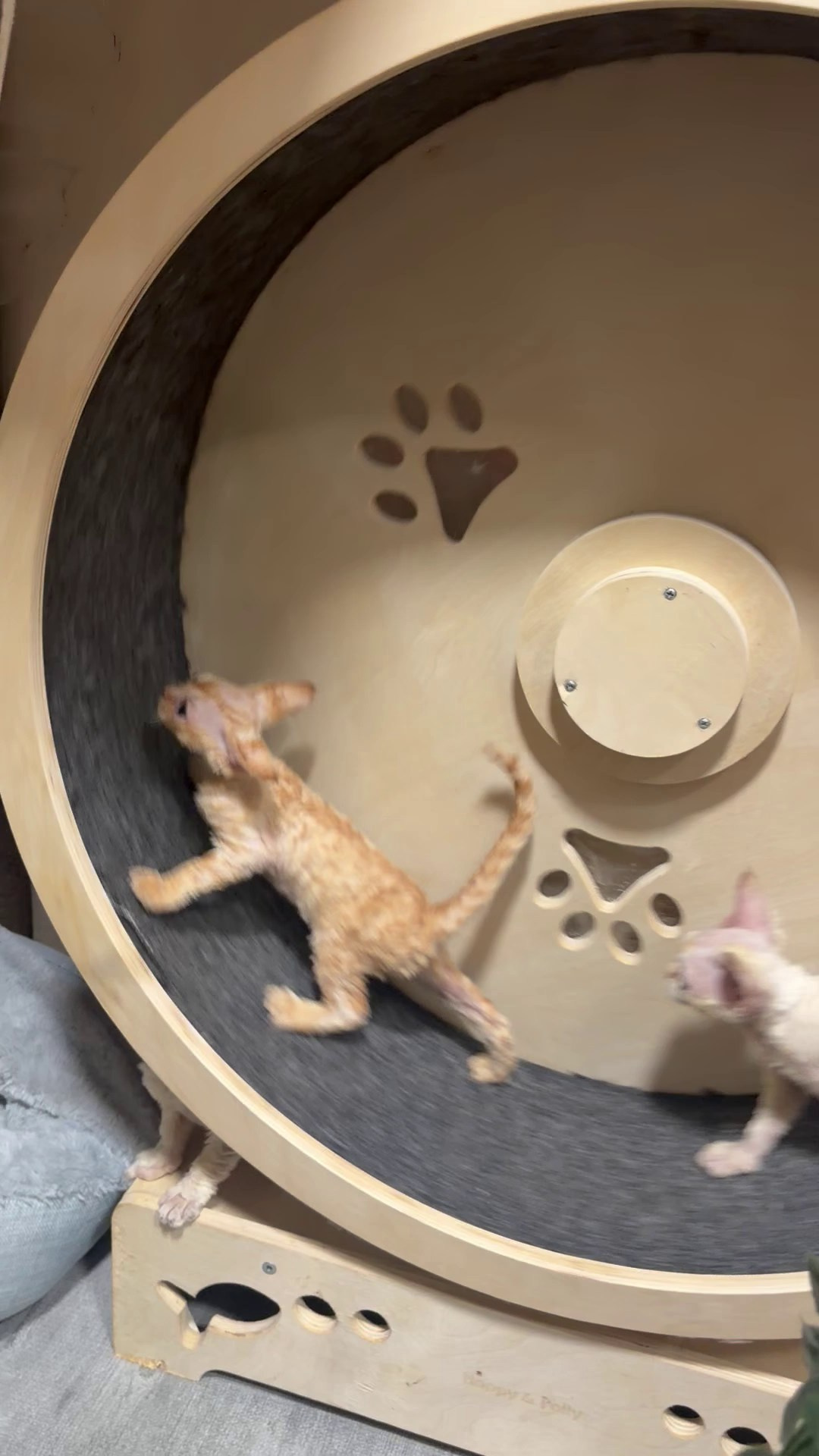 Piper, girl, born 02.11.26. Devon Rex Pixie Cattery