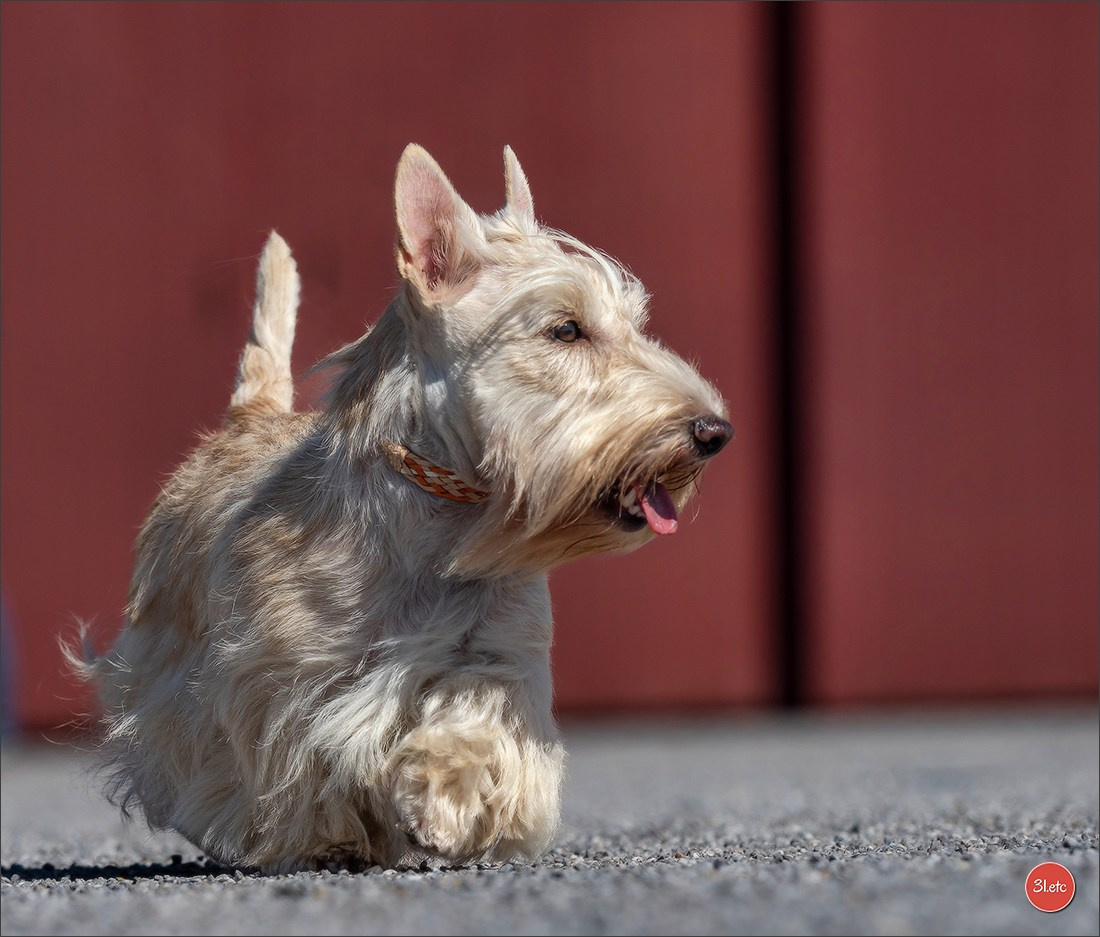 Expo canine 🇫🇷 MARGNY LES COMPIEGNE 06-07/09/2025. Photographe à Strasbourg | Portraits, Studio, Enfants, Événements