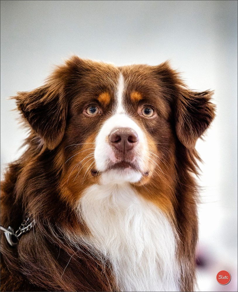EXPOSITION CANINE NATIONALE ET INTERNATIONALE DE METZ (ACT LORRAINE) METZ (57) - 09 & 10/11/2024. Photographe à Strasbourg | Portraits, Studio, Enfants, Événements