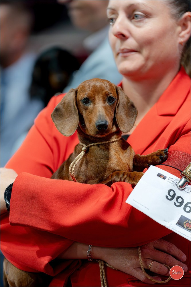 Expo canine 🇲🇨 Monaco 9-10/05/2026. Photographe à Strasbourg | Les animaux, Portraits, Studio, Événements