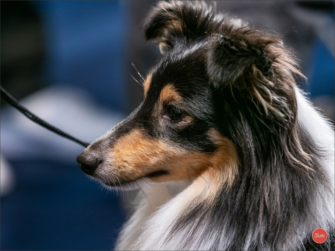 Photographie animalière. Photographe à Strasbourg | Portraits, Studio, Enfants, Événements