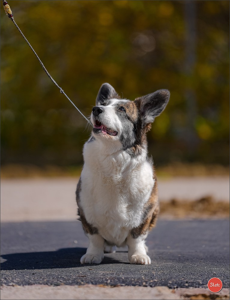 TEST ::: Sony Alpha 7 V (ILCE-7M5) 70-200mm f/2.8 GM II OSS. Photographe à Strasbourg | Portraits, Studio, Enfants, Événements