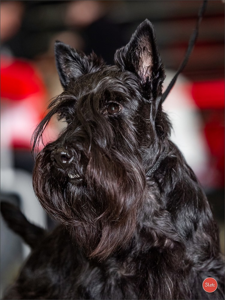 Expo canine 🇫🇷 MARGNY LES COMPIEGNE 06-07/09/2025. Photographe à Strasbourg | Portraits, Studio, Enfants, Événements