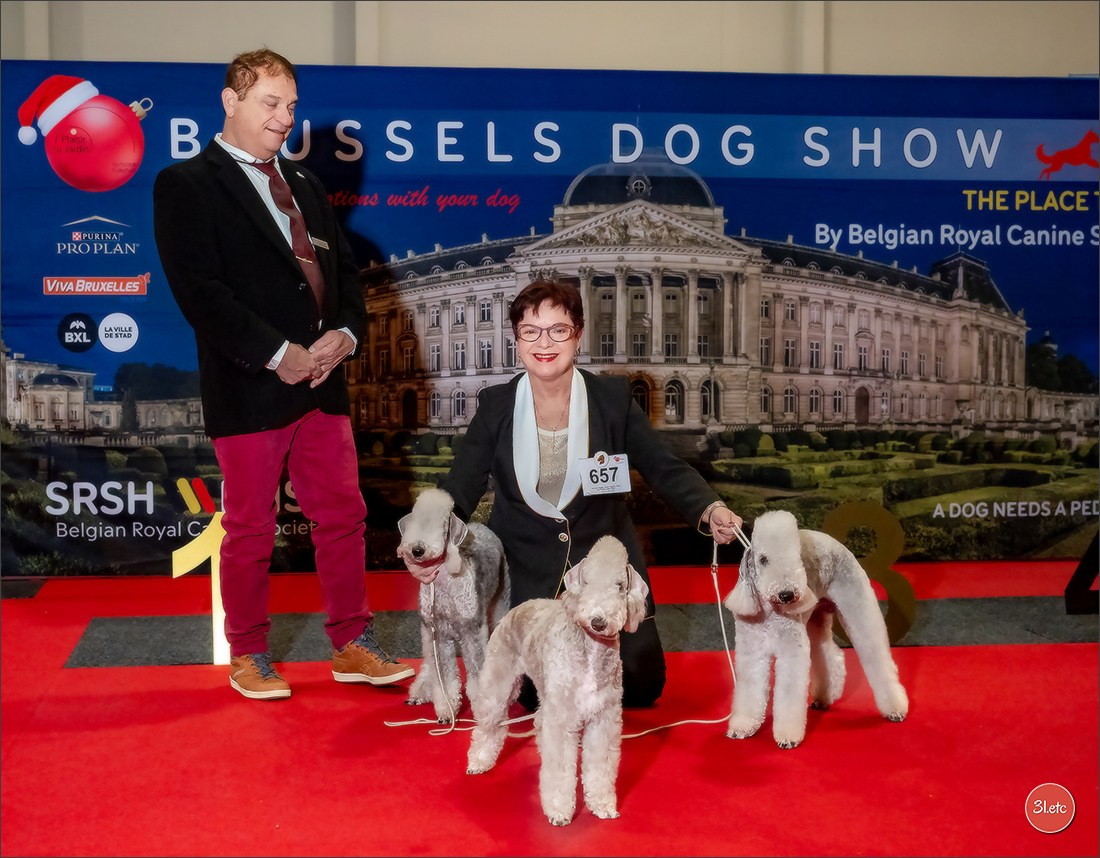 13-14.12.2025   🇧🇪   Brussels Dog Show. Photographe à Strasbourg | Portraits, Studio, Enfants, Événements
