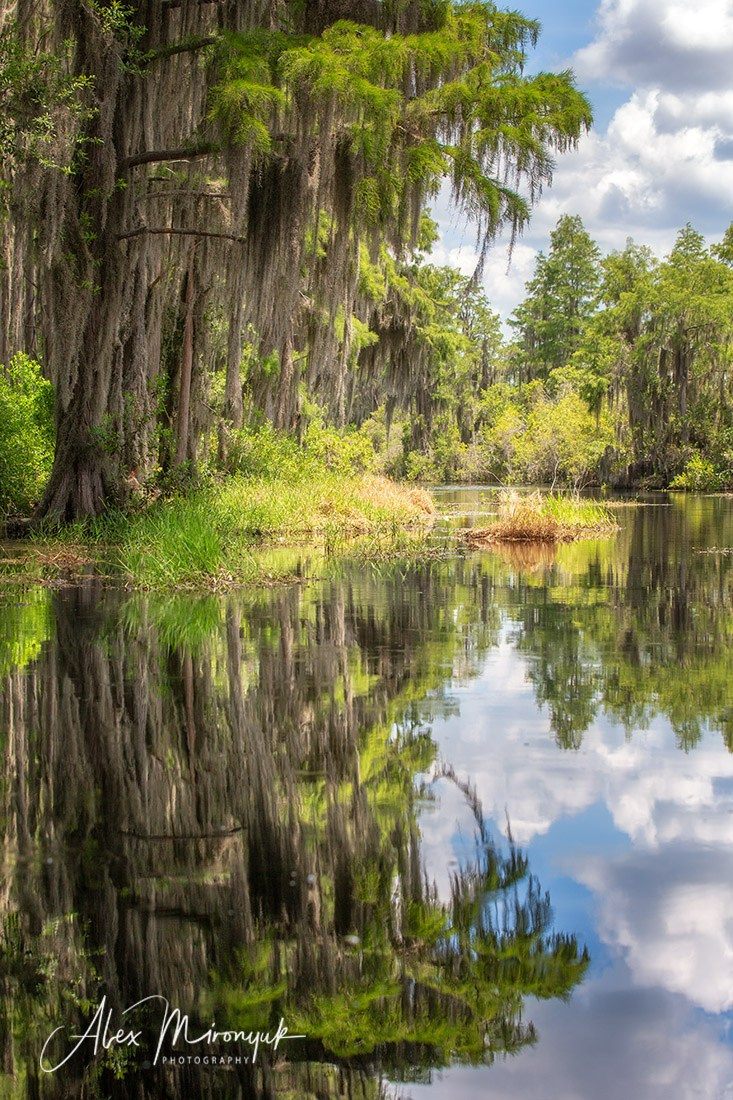 Exploring True Florida: Springs, Rivers & Manatees by Canoe. Pet, Senior, Landscape, portrait studio, photographer in Miami and Sou
