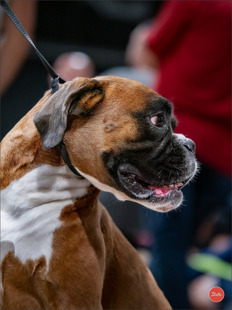 🇱🇺 LUXEMBOURG 🇱🇺 International Dog Show 🇱🇺 30/08 - 31/08/2025. Photographe à Strasbourg | Portraits, Studio, Enfants, Événements