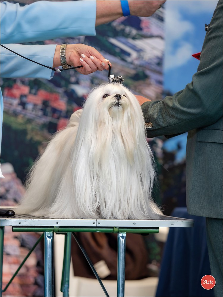 Dog Show  🇮🇹  San Marino. Photographe à Strasbourg | Portraits, Studio, Enfants, Événements