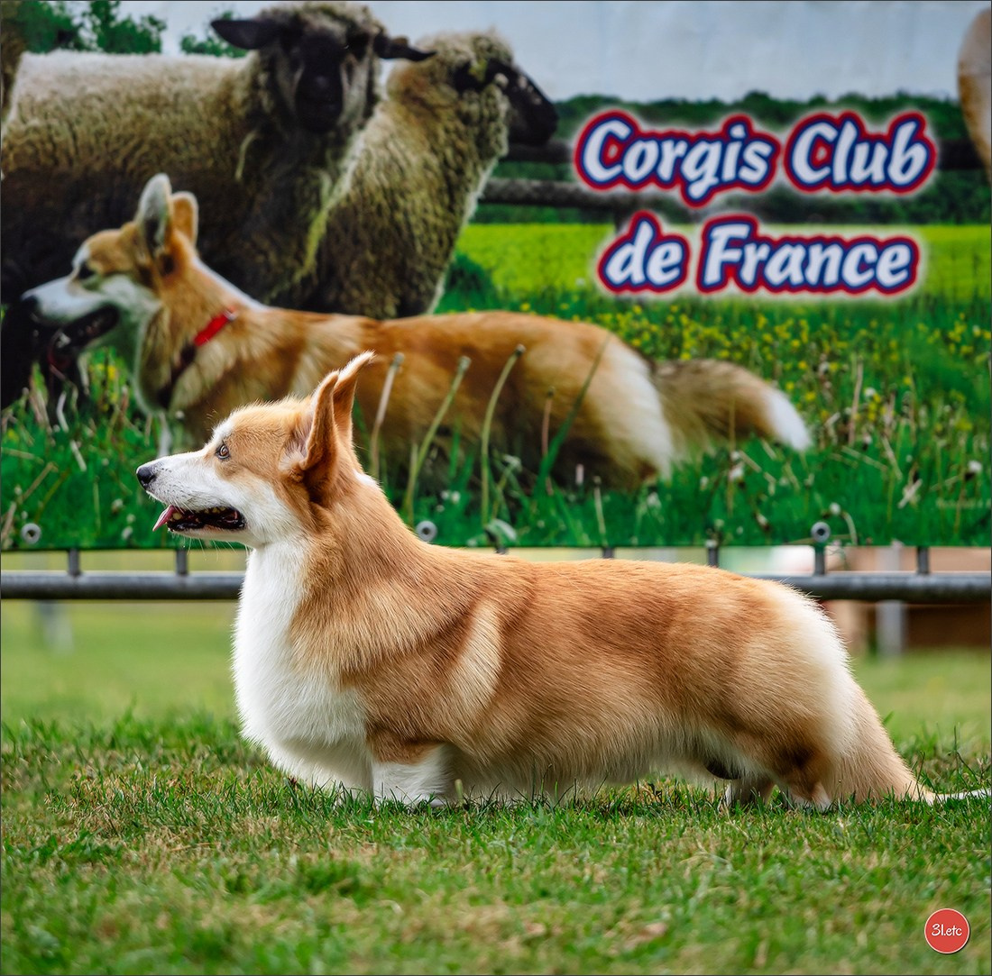Photographie animalière. Photographe à Strasbourg | Portraits, Studio, Enfants, Événements