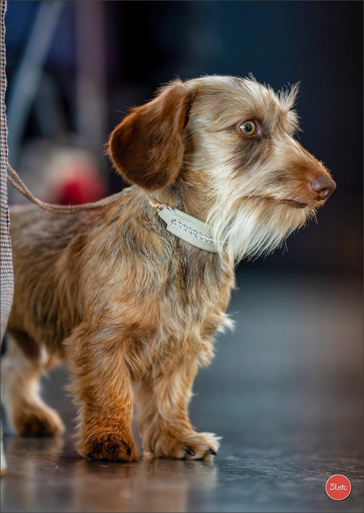 Expo canine 🇫🇷 Valence 02-03/05/2026