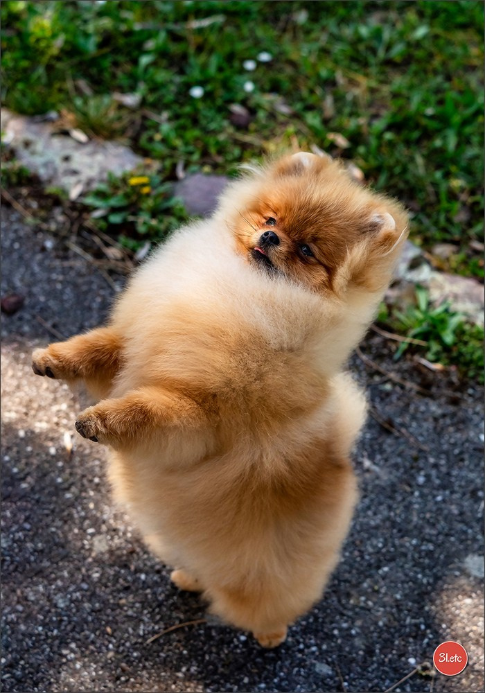 Expo canine   🇫🇷   Mulhouse 5-6/04/2025. Photographe à Strasbourg | Portraits, Studio, Enfants, Événements