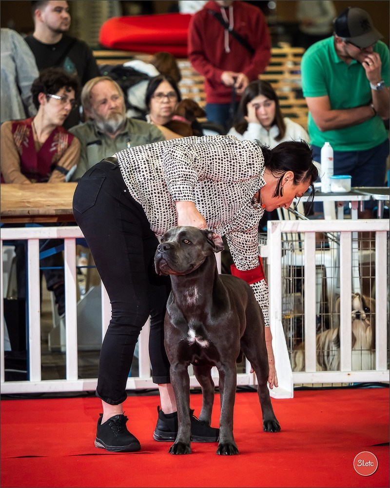Expositions canines 14 avril 2024 Lyon. Photographe à Strasbourg | Portraits, Studio, Enfants, Événements