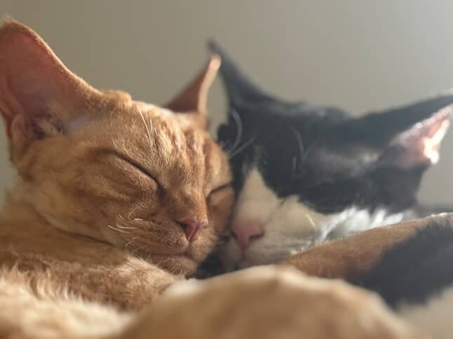 Dorito, boy, born on 06.06.24 SOLD. Devon Rex Pixie Cattery