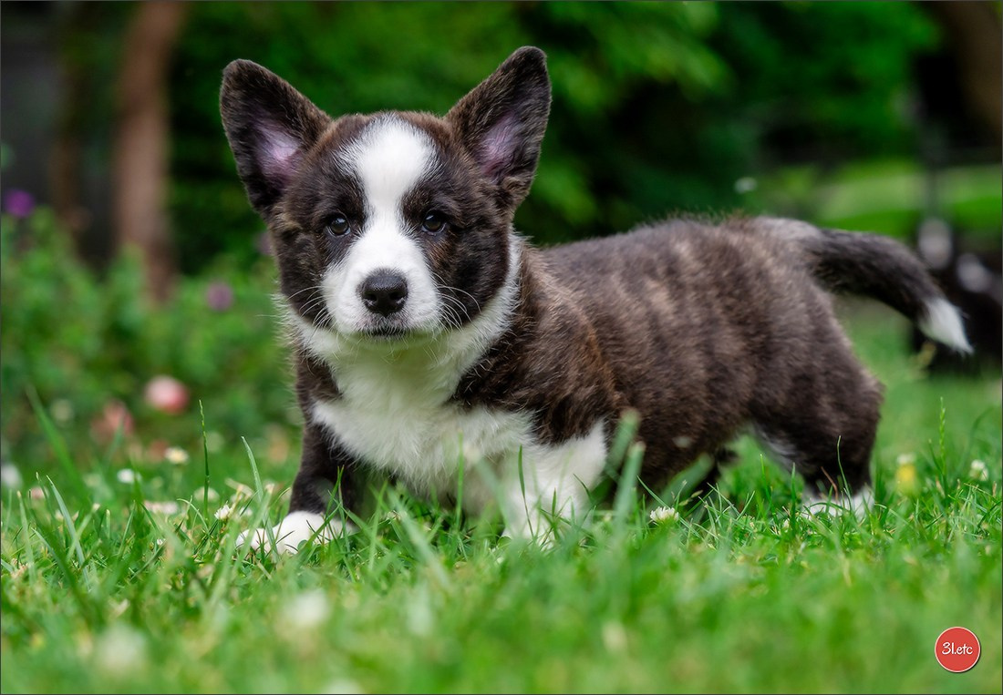 Puppies 03/06/2025. Photographe à Strasbourg | Portraits, Studio, Enfants, Événements