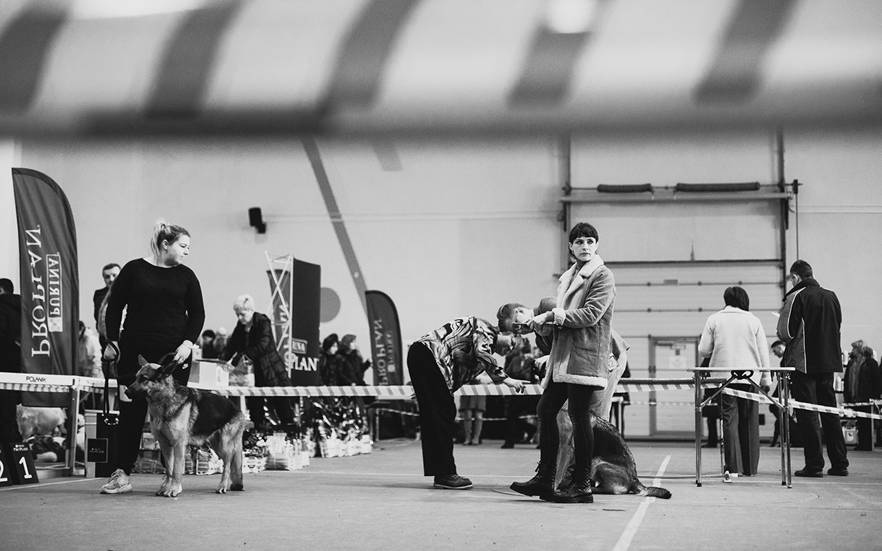 Grodno dog show. Kaja | fotograf we Wrocławiu | ludzie i psy