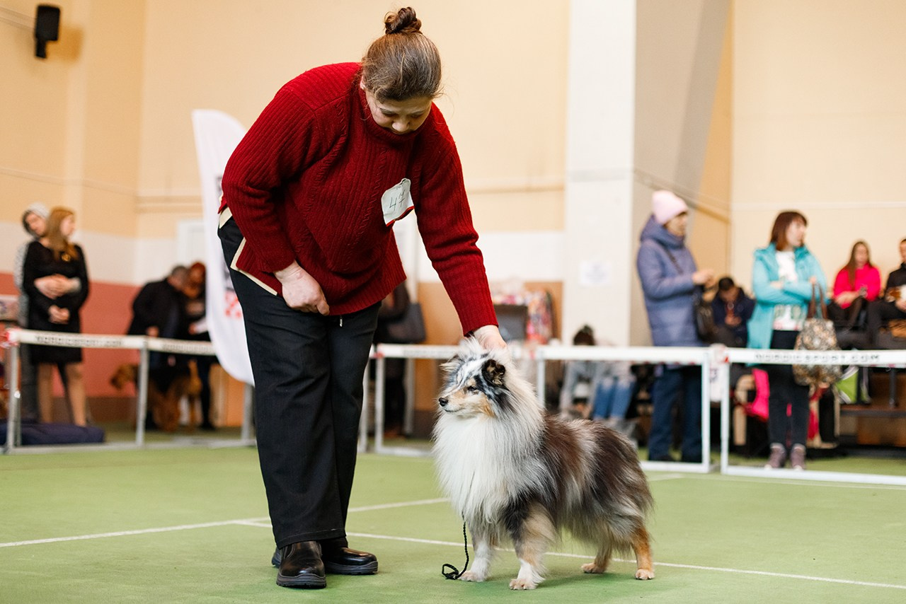 Grodno dog show. Kaja | fotograf we Wrocławiu | ludzie i psy