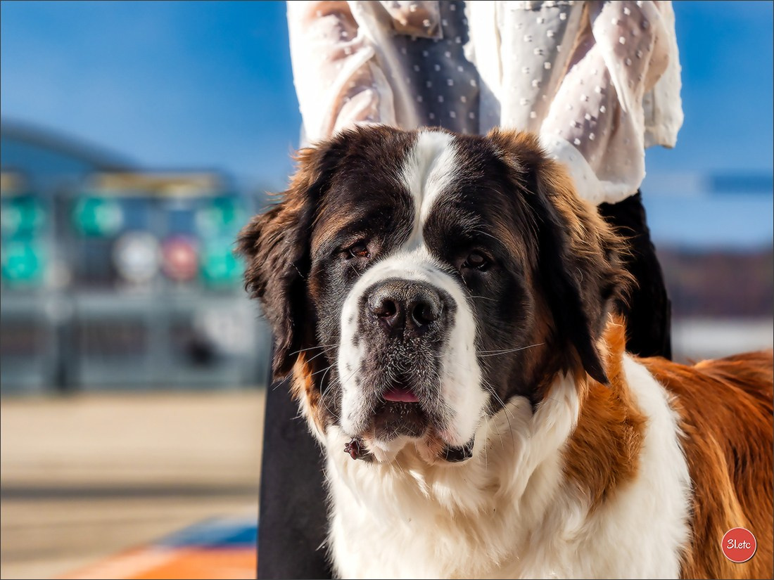 Photographie animalière. Photographe à Strasbourg | Portraits, Studio, Enfants, Événements