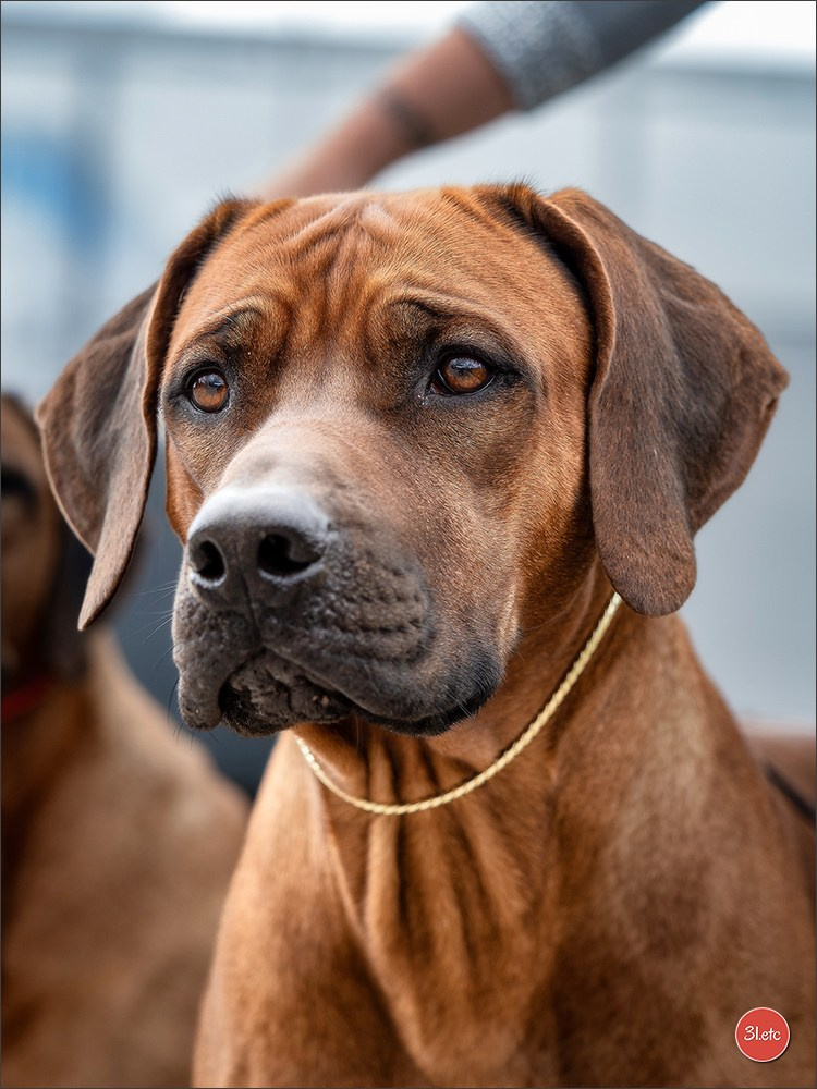 🇱🇺 LUXEMBOURG 🇱🇺 International Dog Show 🇱🇺 30/08 - 31/08/2025. Photographe à Strasbourg | Portraits, Studio, Enfants, Événements
