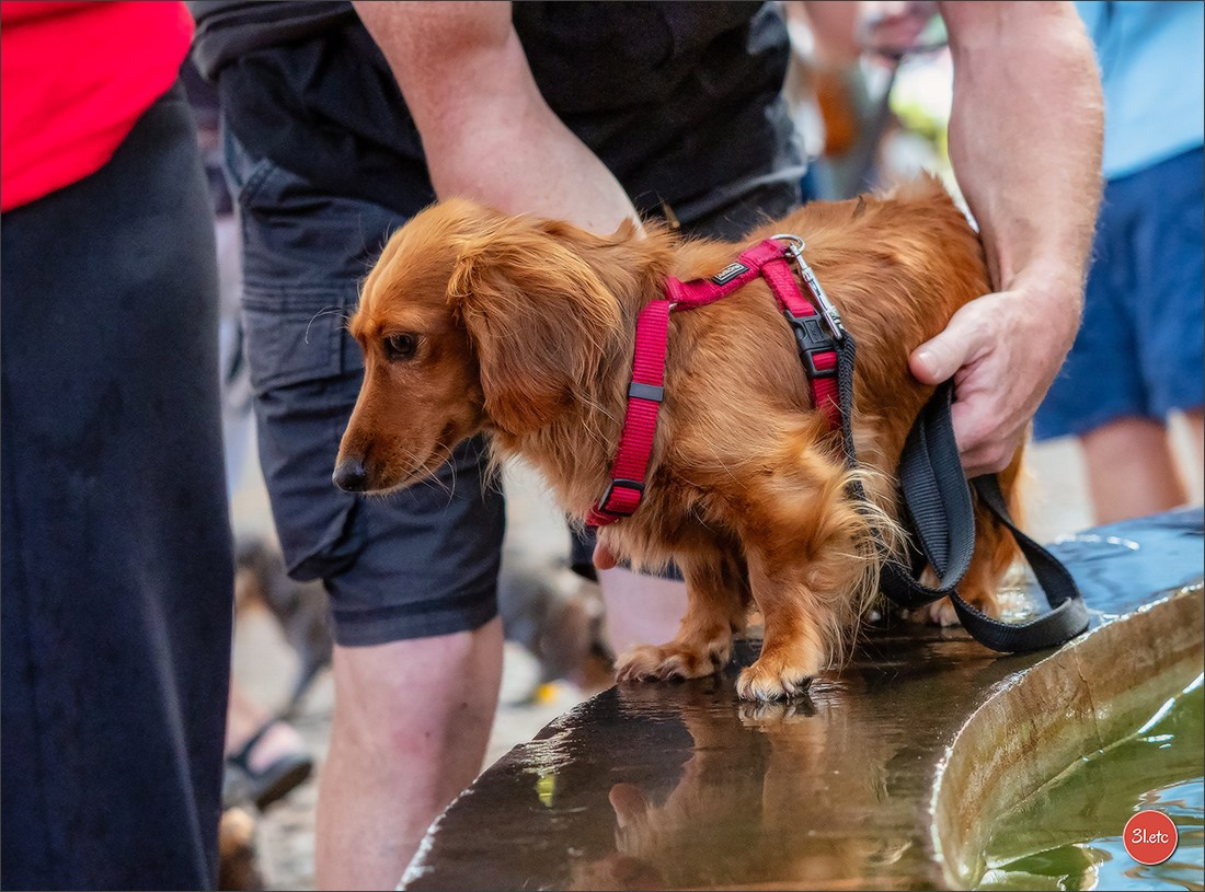 Teckels Parade Strasbourgeoise  Vous pouvez voir le galerie de photos. Photographe à Strasbourg | Portraits, Studio, Enfants, Événements
