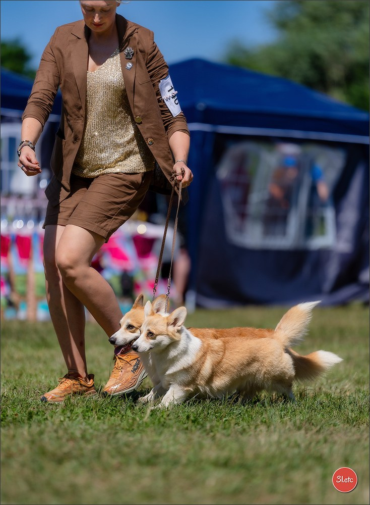 Dog Show - Hallbergmoos 🇩🇪 11-12/07/2026
