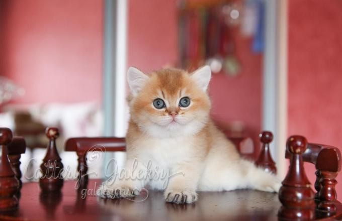 Εκτροφειο βρετανικης κοντότριχης γατας στην Ελλαδα, εκτροφείο βρετανικής κοντότριχης στην Αθήνα, εκτροφειο british shorthair Αθηνα, βρετανικη κοντοτριχη τσιντσιλα, χρυση βρετανική γάτα, βρετανική κοντότριχη γάτα με pedigree, βρετανική κοντότριχη γάτα τιμή, βρετανική μακρύτριχη γάτα, εκτροφείο βρετανικής κοντότριχης γάτας στην Κύπρο, εκτροφείο βρετανικής κοντότριχης γάτας στην Λεμεσό, βρετανική γάτα στην Κύπρο τιμή, χρυσή βρετανική γάτα στην Κύπρο, χρυσή βρετανική γάτα Λεμεσός