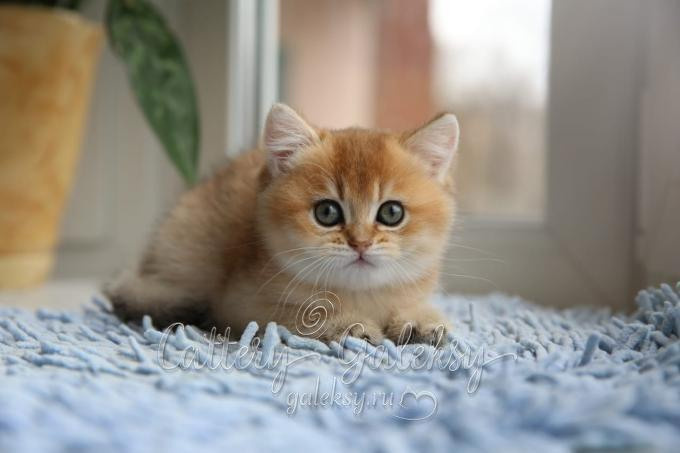 Εκτροφειο βρετανικης κοντότριχης γατας στην Ελλαδα, εκτροφείο βρετανικής κοντότριχης στην Αθήνα, εκτροφειο british shorthair Αθηνα, βρετανικη κοντοτριχη τσιντσιλα, χρυση βρετανική γάτα, βρετανική κοντότριχη γάτα με pedigree, βρετανική κοντότριχη γάτα τιμή, βρετανική μακρύτριχη γάτα, εκτροφείο βρετανικής κοντότριχης γάτας στην Κύπρο, εκτροφείο βρετανικής κοντότριχης γάτας στην Λεμεσό, βρετανική γάτα στην Κύπρο τιμή, χρυσή βρετανική γάτα στην Κύπρο, χρυσή βρετανική γάτα Λεμεσός