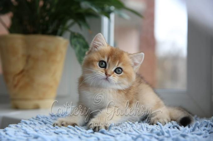 Εκτροφειο βρετανικης κοντότριχης γατας στην Ελλαδα, εκτροφείο βρετανικής κοντότριχης στην Αθήνα, εκτροφειο british shorthair Αθηνα, βρετανικη κοντοτριχη τσιντσιλα, χρυση βρετανική γάτα, βρετανική κοντότριχη γάτα με pedigree, βρετανική κοντότριχη γάτα τιμή, βρετανική μακρύτριχη γάτα, εκτροφείο βρετανικής κοντότριχης γάτας στην Κύπρο, εκτροφείο βρετανικής κοντότριχης γάτας στην Λεμεσό, βρετανική γάτα στην Κύπρο τιμή, χρυσή βρετανική γάτα στην Κύπρο, χρυσή βρετανική γάτα Λεμεσός