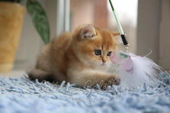 Εκτροφειο βρετανικης κοντότριχης γατας στην Ελλαδα, εκτροφείο βρετανικής κοντότριχης στην Αθήνα, εκτροφειο british shorthair Αθηνα, βρετανικη κοντοτριχη τσιντσιλα, χρυση βρετανική γάτα, βρετανική κοντότριχη γάτα με pedigree, βρετανική κοντότριχη γάτα τιμή, βρετανική μακρύτριχη γάτα, εκτροφείο βρετανικής κοντότριχης γάτας στην Κύπρο, εκτροφείο βρετανικής κοντότριχης γάτας στην Λεμεσό, βρετανική γάτα στην Κύπρο τιμή, χρυσή βρετανική γάτα στην Κύπρο, χρυσή βρετανική γάτα Λεμεσός