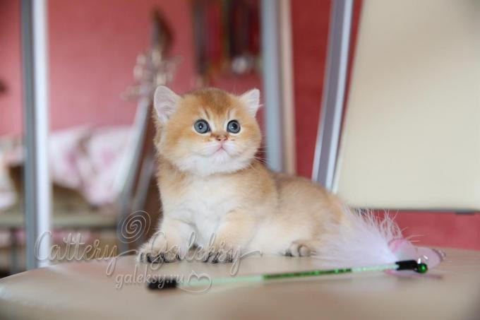 Εκτροφειο βρετανικης κοντότριχης γατας στην Ελλαδα, εκτροφείο βρετανικής κοντότριχης στην Αθήνα, εκτροφειο british shorthair Αθηνα, βρετανικη κοντοτριχη τσιντσιλα, χρυση βρετανική γάτα, βρετανική κοντότριχη γάτα με pedigree, βρετανική κοντότριχη γάτα τιμή, βρετανική μακρύτριχη γάτα, εκτροφείο βρετανικής κοντότριχης γάτας στην Κύπρο, εκτροφείο βρετανικής κοντότριχης γάτας στην Λεμεσό, βρετανική γάτα στην Κύπρο τιμή, χρυσή βρετανική γάτα στην Κύπρο, χρυσή βρετανική γάτα Λεμεσός