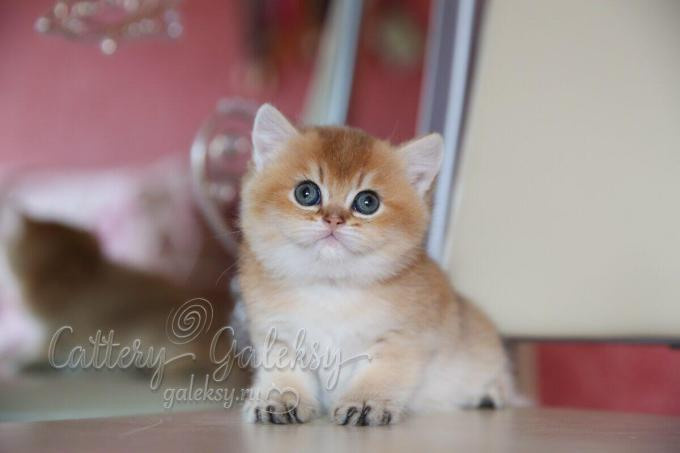 Εκτροφειο βρετανικης κοντότριχης γατας στην Ελλαδα, εκτροφείο βρετανικής κοντότριχης στην Αθήνα, εκτροφειο british shorthair Αθηνα, βρετανικη κοντοτριχη τσιντσιλα, χρυση βρετανική γάτα, βρετανική κοντότριχη γάτα με pedigree, βρετανική κοντότριχη γάτα τιμή, βρετανική μακρύτριχη γάτα, εκτροφείο βρετανικής κοντότριχης γάτας στην Κύπρο, εκτροφείο βρετανικής κοντότριχης γάτας στην Λεμεσό, βρετανική γάτα στην Κύπρο τιμή, χρυσή βρετανική γάτα στην Κύπρο, χρυσή βρετανική γάτα Λεμεσός