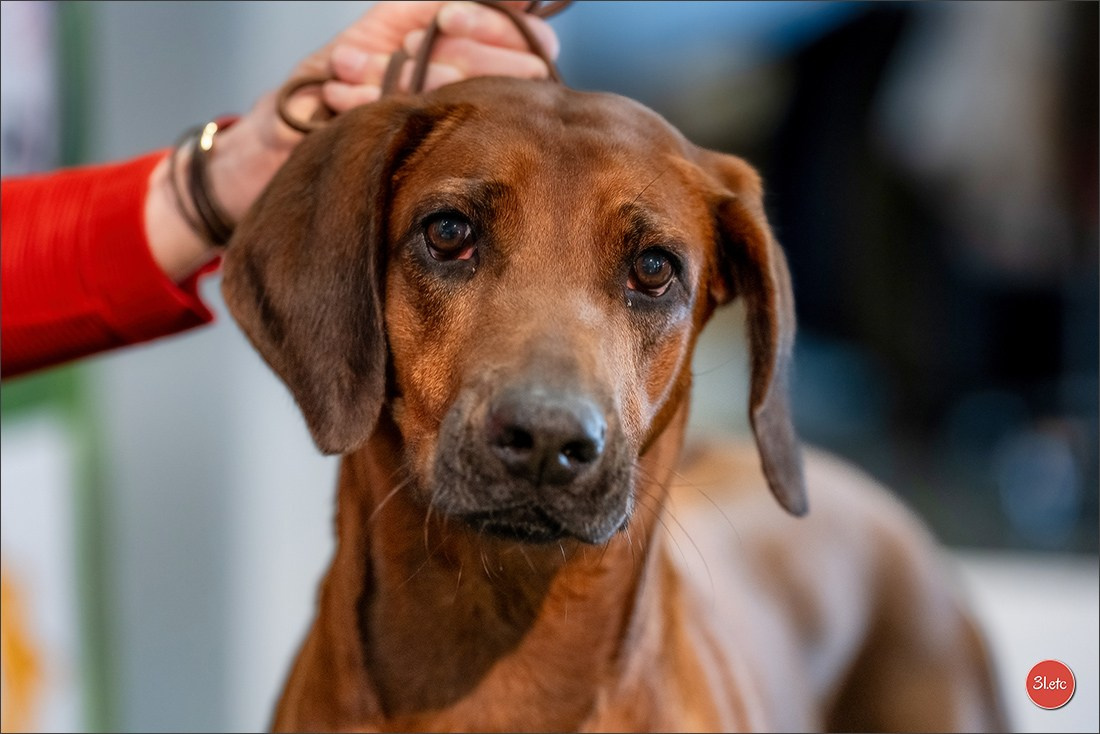 Expo canine 🇫🇷 Valence 02-03/05/2026