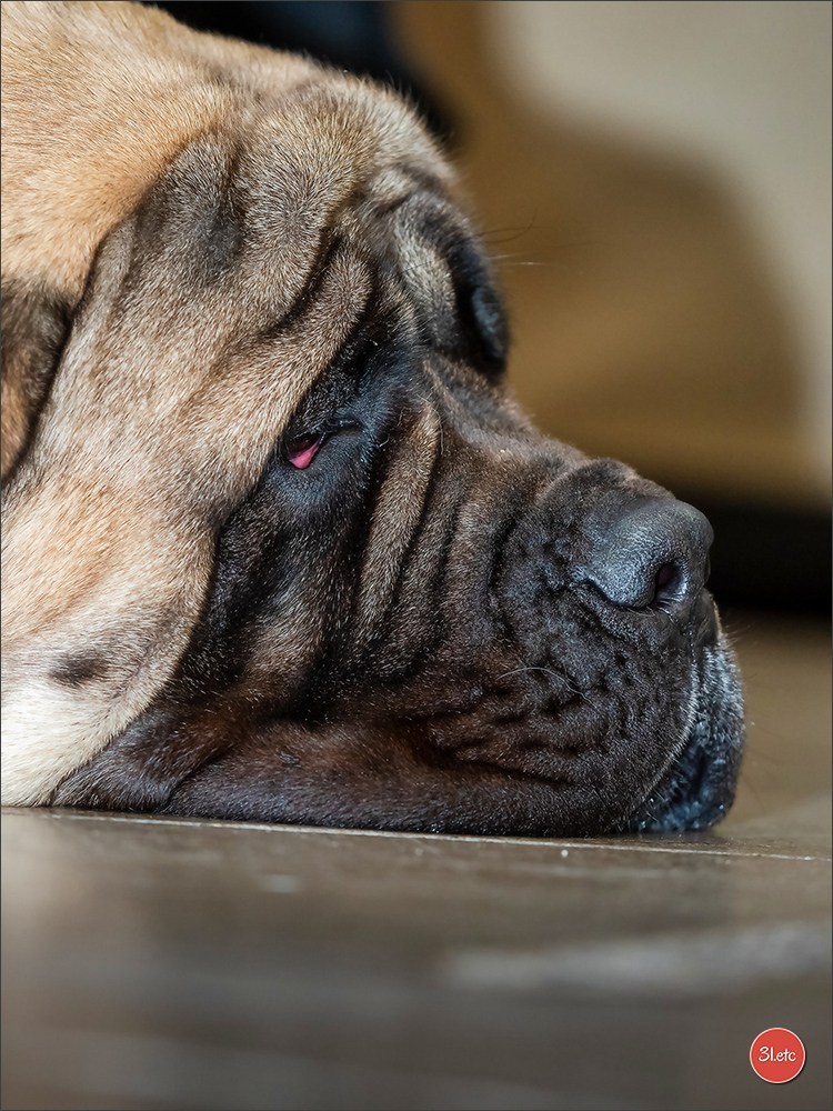 🇫🇷Exposition Canine Internationale de Perpignan. Photographe à Strasbourg | Portraits, Studio, Enfants, Événements