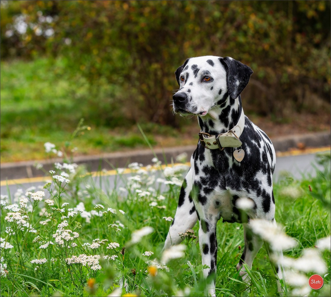 Expo canine 🇫🇷 Poitiers 18-19/10/2025. Photographe à Strasbourg | Portraits, Studio, Enfants, Événements