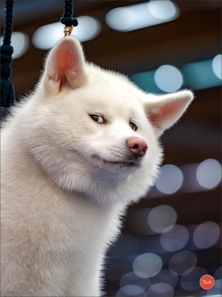 Dog Show WELS   🇦🇹  06-07/12/2025. Photographe à Strasbourg | Portraits, Studio, Enfants, Événements