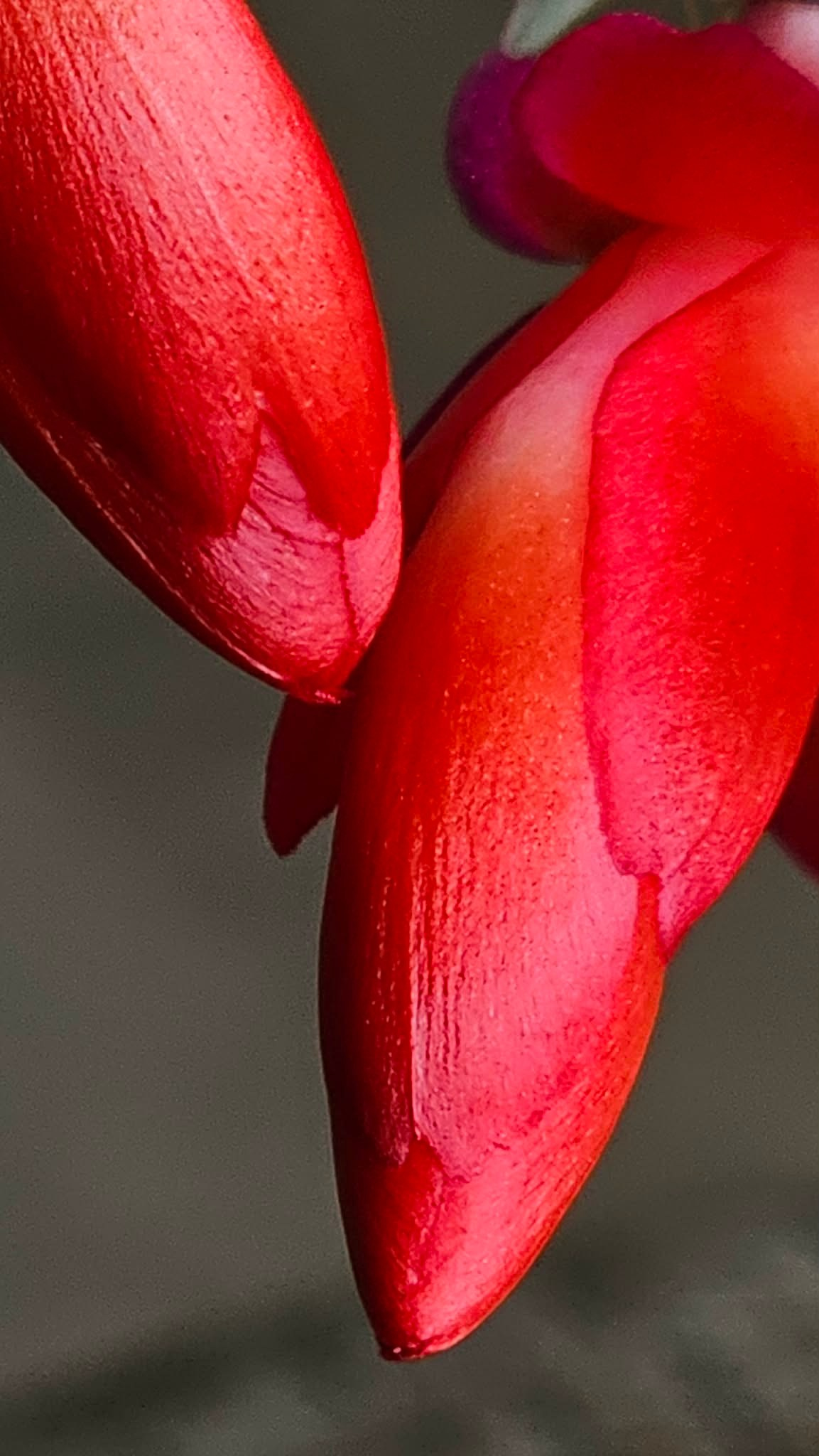 CAFE DEL PHOTO #96 «На грани». Școala de fotografie lui Roman Ribaliov. Orașul Chișinău, Moldova