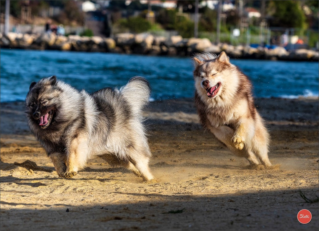 Expo canine 🇫🇷 Martigues  19-20/04/2025. Photographe à Strasbourg | Portraits, Studio, Enfants, Événements