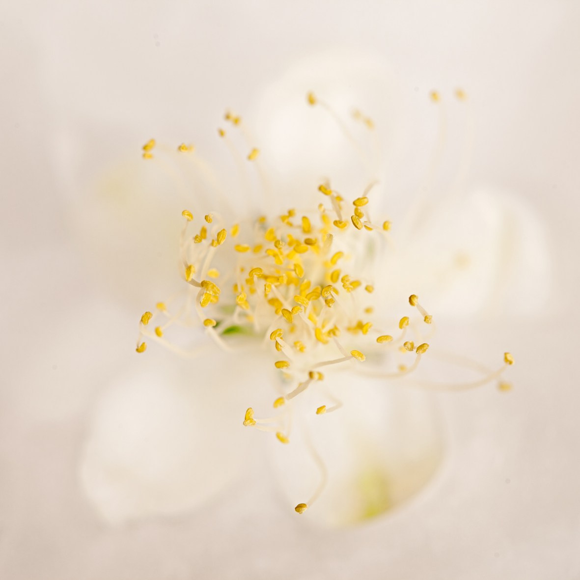 ALL RIGHTS RESERVED All images can be printed in 100 x 100 cm and 100 x 150 cm formats on the best fine art media. Other formats are available upon request. For further information, please contact the links on the main page of the site.
